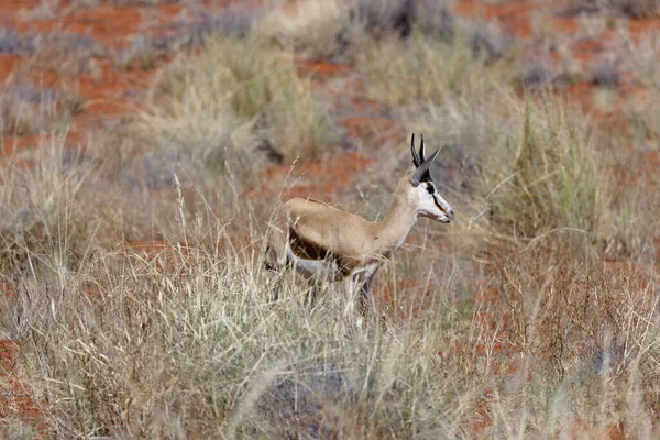 Springboks Parku Narodowym Namibrand — Zdjęcie stockowe