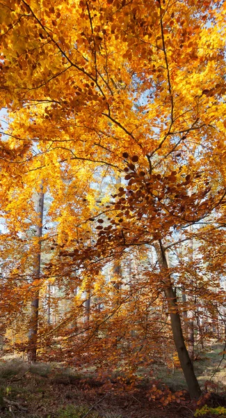 Ormanda Güzel Sonbahar Yaprakları — Stok fotoğraf