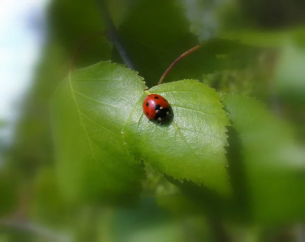 Gros Plan Bug Nature Sauvage — Photo