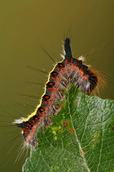 Caterpillar Hibou Des Flèches — Photo