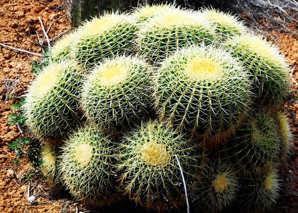 Vacker Botanisk Skott Naturliga Tapeter — Stockfoto