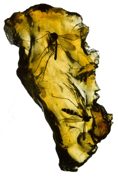 Two Mosquitoes Trapped Amber Ancient Tree Sap — Stock Photo, Image