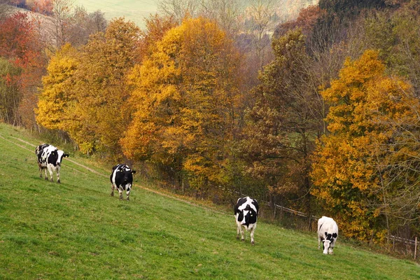 Krásný Výhled Přírodu — Stock fotografie