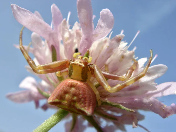 Makro Białego Pająka Krabowego Misumena Vatia Kwiatach Tle Błękitnego Nieba — Zdjęcie stockowe