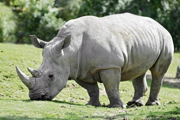 Primer Plano Del Perfil Blanco Rinoceronte Ceratotherium Simum Pastoreo Hierba —  Fotos de Stock
