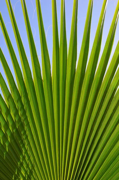 Background Green Leaf Palm Tree Blue Sky Background — Stock Photo, Image