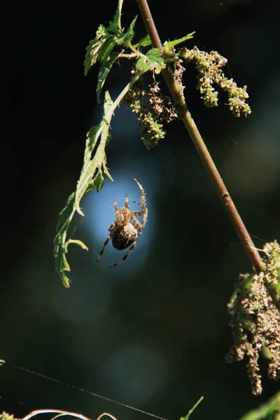 Croix Araignée Effrayant Insecte Araignée — Photo