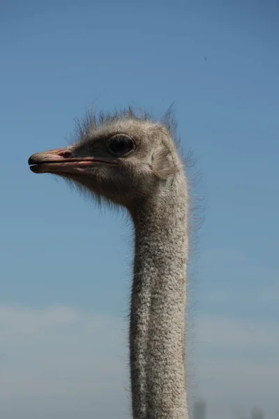 Struzzo Uccello Animale Fauna Selvatica — Foto Stock