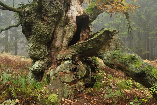 Schöne Aussicht Auf Die Natur — Stockfoto