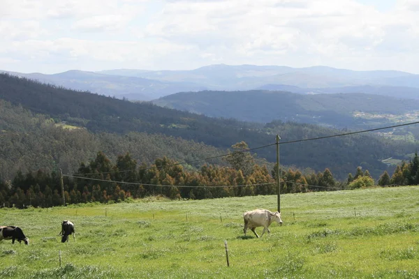 Galicia Hiszpania Drodze James Słynnych Pielgrzymów Europejskich — Zdjęcie stockowe