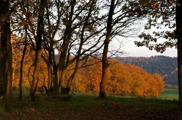 夜光中的秋天树 — 图库照片