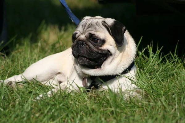 Retrato Lindo Perro — Foto de Stock