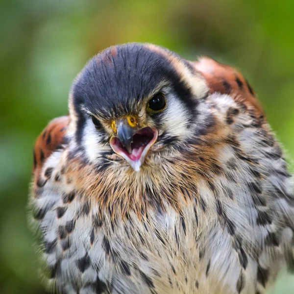 American Kestrel Sparrow Hawk Screaming Square Image — Stock Photo, Image