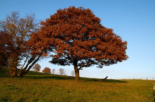 Árboles Otoño Luz Noche — Foto de Stock