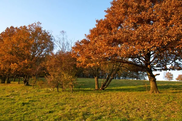 Arbres Automne Dans Lumière Soir — Photo