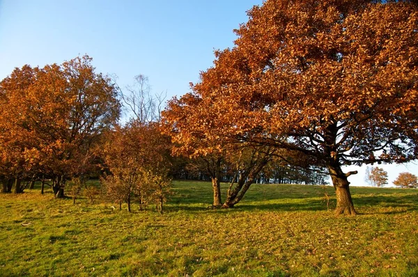 Arbres Automne Dans Lumière Soir — Photo