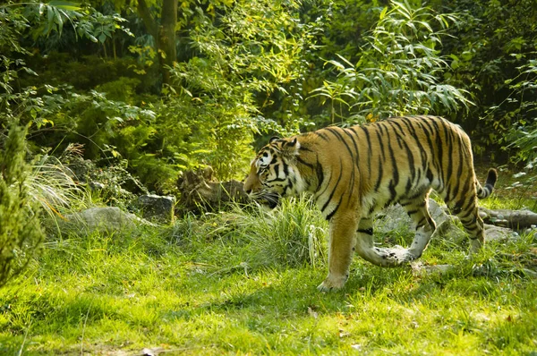 Randig Tiger Djur Rovdjur Vildkatt — Stockfoto