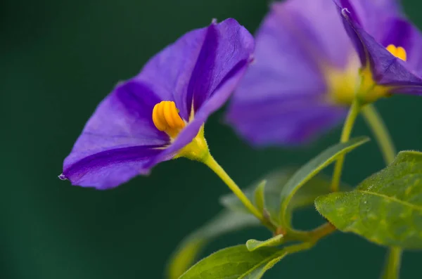 美丽的花朵 花卉概念背景 — 图库照片