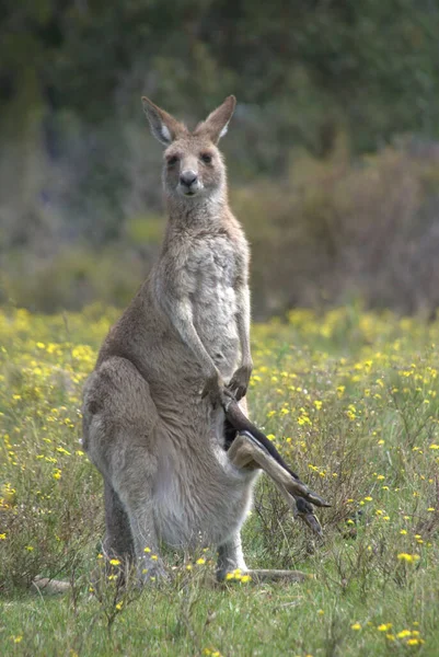 かわいいカンガルーやオーストラリアの哺乳類 — ストック写真