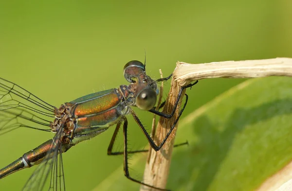 Vue Macro Rapprochée Insecte Libellule — Photo