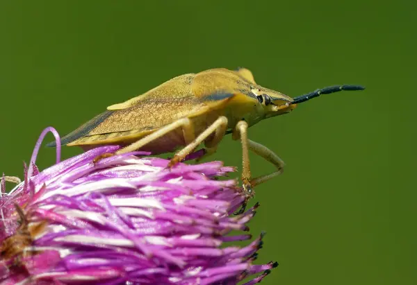 Close Van Een Insect Wilde Natuur — Stockfoto