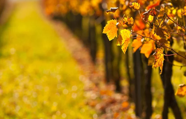 Flora Het Platteland Wijngaard Landbouw — Stockfoto