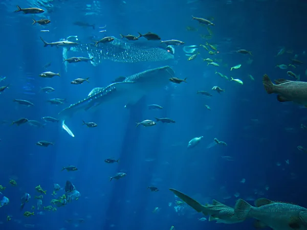 Okyanustaki Balıkların Fotoğrafı — Stok fotoğraf