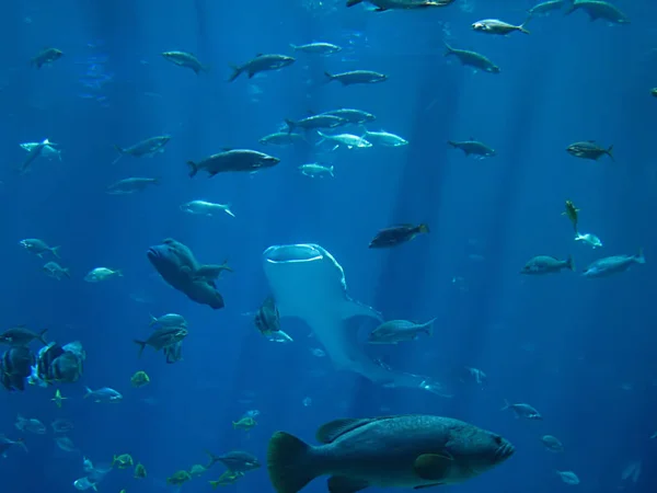 Una Fotografía Peces Océano —  Fotos de Stock