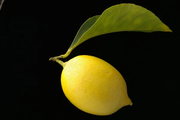 Limón Único Con Hoja —  Fotos de Stock