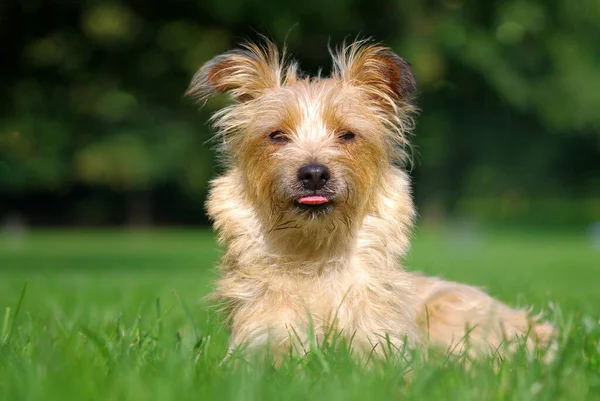 Portret Van Een Schattige Hond — Stockfoto