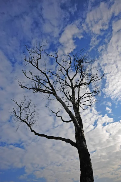 Árvores Floresta Tronco Vidoeiro — Fotografia de Stock