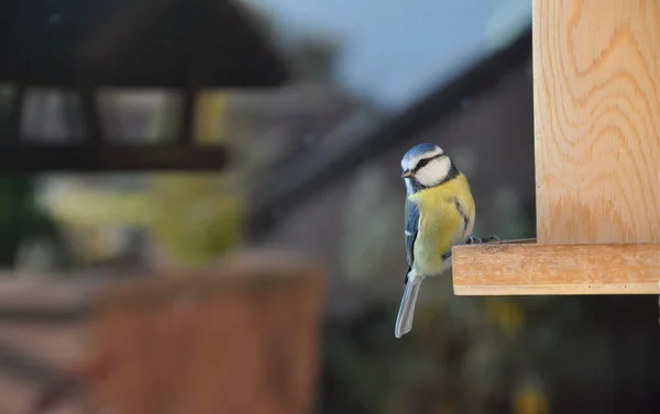 Malerische Ansicht Der Schönen Meise Vogel — Stockfoto