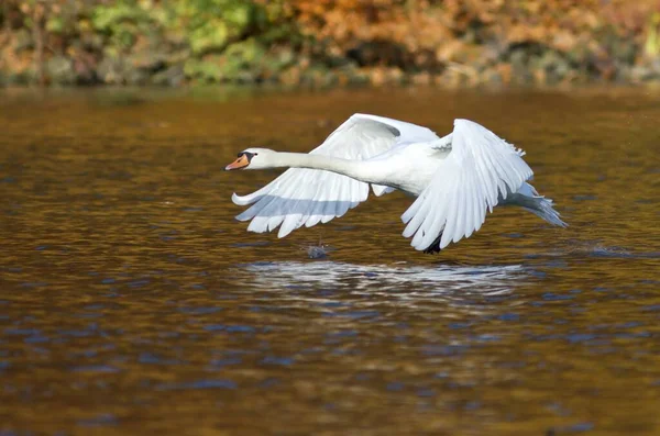 Malerischer Blick Auf Majestätische Schwäne Der Natur — Stockfoto