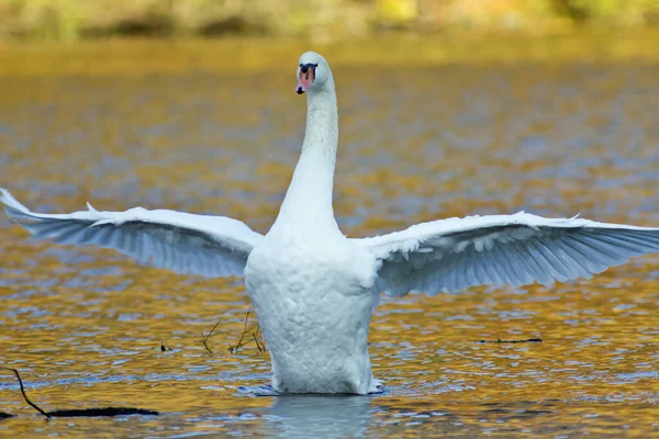 Scenic View Majestic Swan Nature — Stock Photo, Image