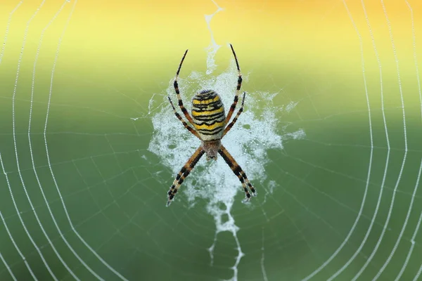 Spinne Insektenfalle Tier — Stockfoto