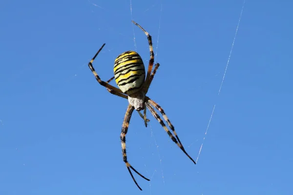 Primo Piano Bug Natura Selvaggia — Foto Stock