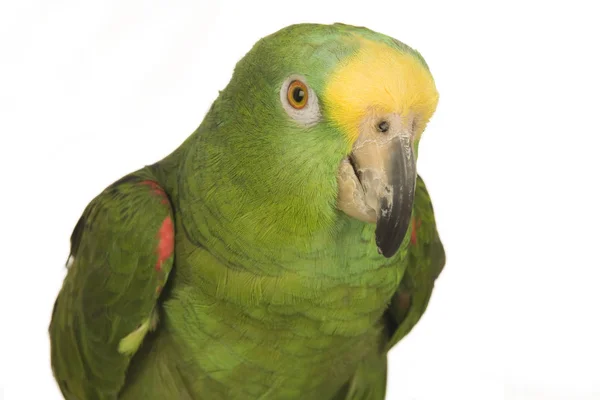 Жовтосторонній Амазон Папуга — стокове фото