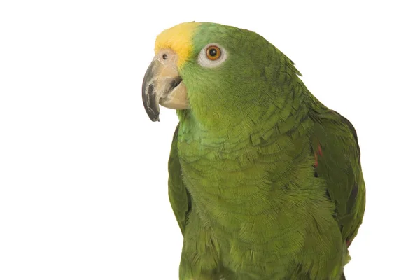 黄色いフロントのオウム Parrot — ストック写真