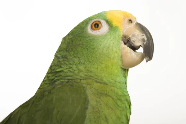 Amazonka Žlutá Papoušek — Stock fotografie