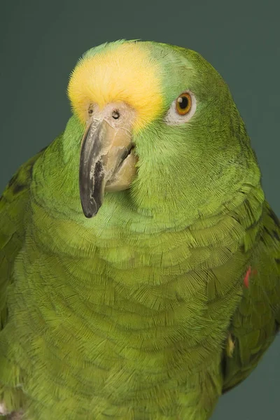 Желтолобый Амазон Попугай — стоковое фото
