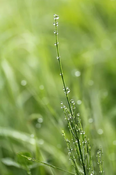 Islak Yapraklar Yeşil Çimen Yaprakları Yağmur Damlalarıyla — Stok fotoğraf