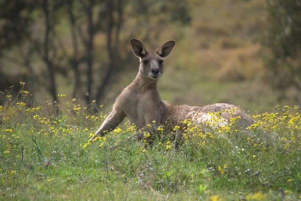 Kangur Zwierzę Australijskie — Zdjęcie stockowe