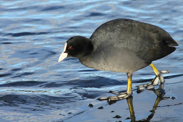 Schilderachtig Uitzicht Prachtige Vogel Natuur — Stockfoto