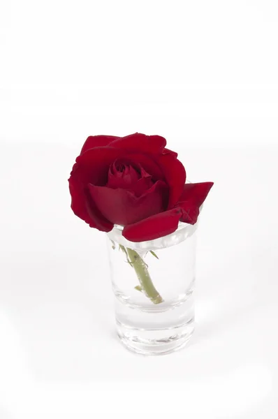 小さなガラスの赤い花 — ストック写真