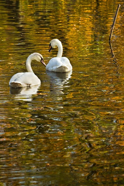 White Mute Swans Swimming Colorful Reflection Autumn Trees — Stock Photo, Image