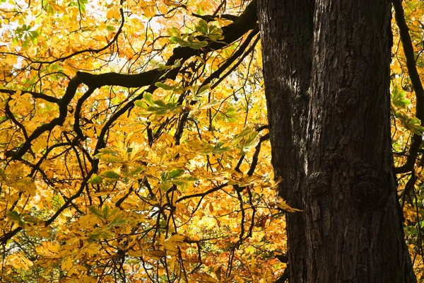 Sonbahar Içinde Castagnea Veya Chestnut Sarı Yaprakları Ile Parlayan Güneş — Stok fotoğraf