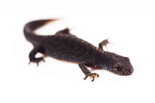 Salamander Djur Reptiler Ödla — Stockfoto