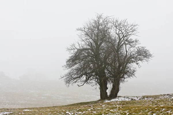 Baum Nebel — Stockfoto