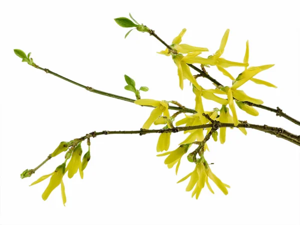 Tavaszi Forsythia Rügyek Fehér Alapon — Stock Fotó