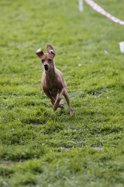 Rennender Dog Sport — Photo